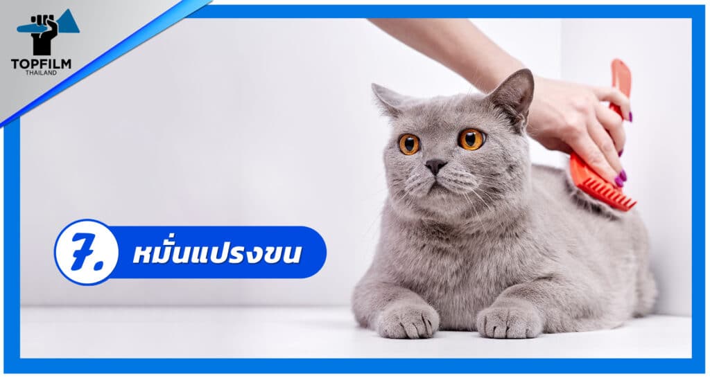 7. หมั่นแปรงขน