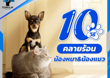 10 วิธีคลายร้อน ให้หมาแมว